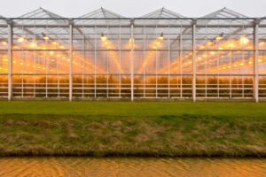 Agricultura în mediu controlat este o necesitate a zilelor noastre