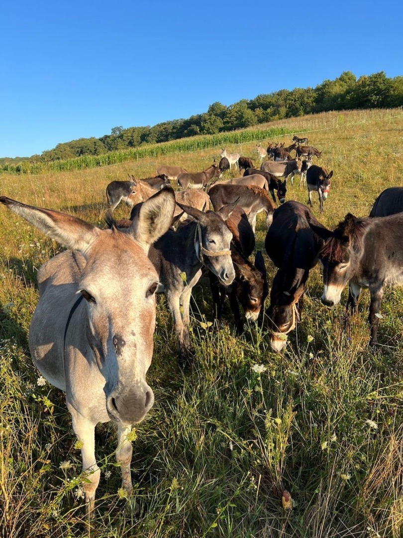 Sursă foto: Arhivă personală/Liviu Toader via „Turnul Sfatului”
