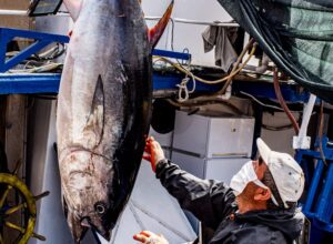 ziua internationala a tonului