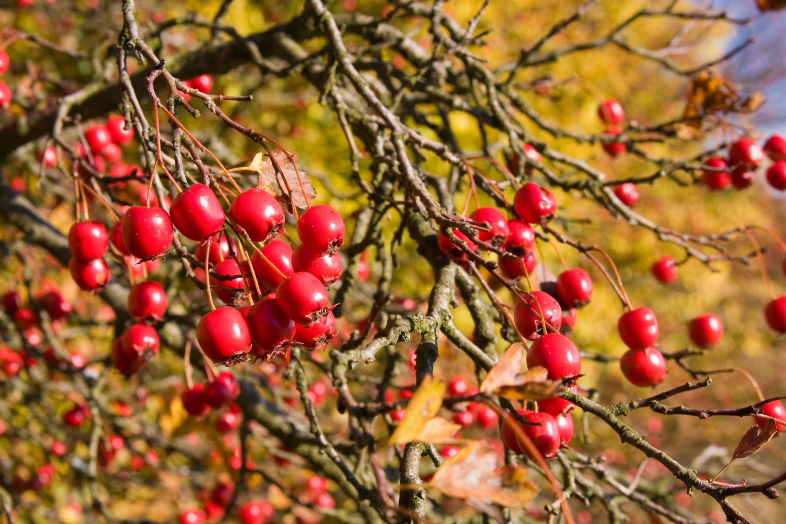 fructele de padure din judetul Gorj sunt compromise in acest an