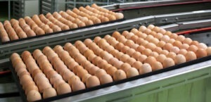 uniunea europeana cumpara oua din ucraina