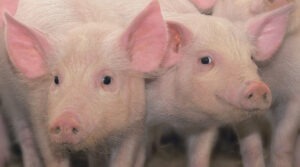 pesta porcina africana la Arad, nou focar