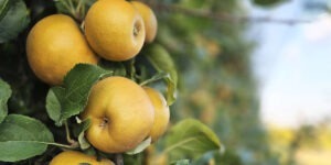 nou soi de măr FruitLogistica Berlin targ Dora