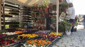 targul gradinarului, flori