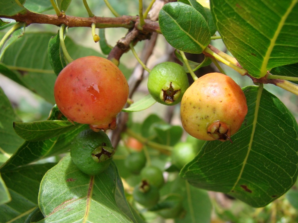 guava