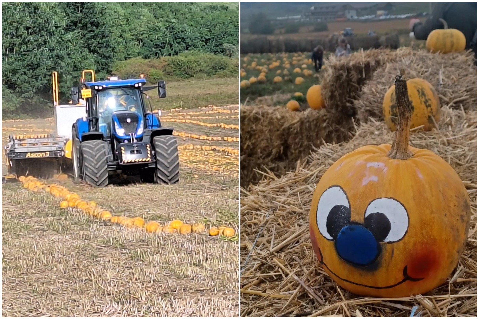 ulei de dovleac, agricultură ecologică, cooperativă agricolă, porci Mangalița