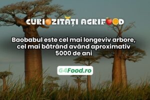 Babobabul este cel mai longeviv arbore