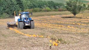 ulei de dovleac, agricultură ecologică, cooperativă agricolă, porci Mangalița