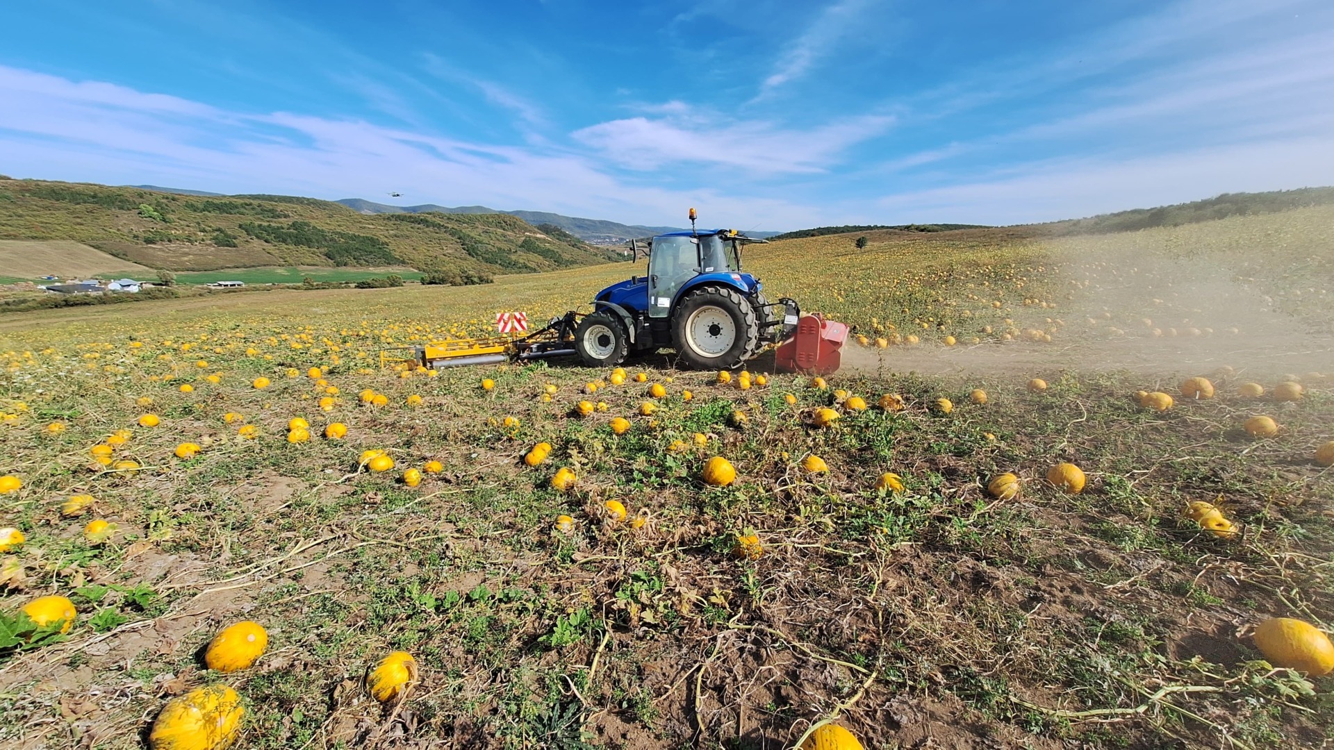 ulei de dovleac, agricultură ecologică, cooperativă agricolă, porci Mangalița