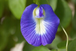 Clitoria ternatea este planta din care se prepară ceaiul albastru