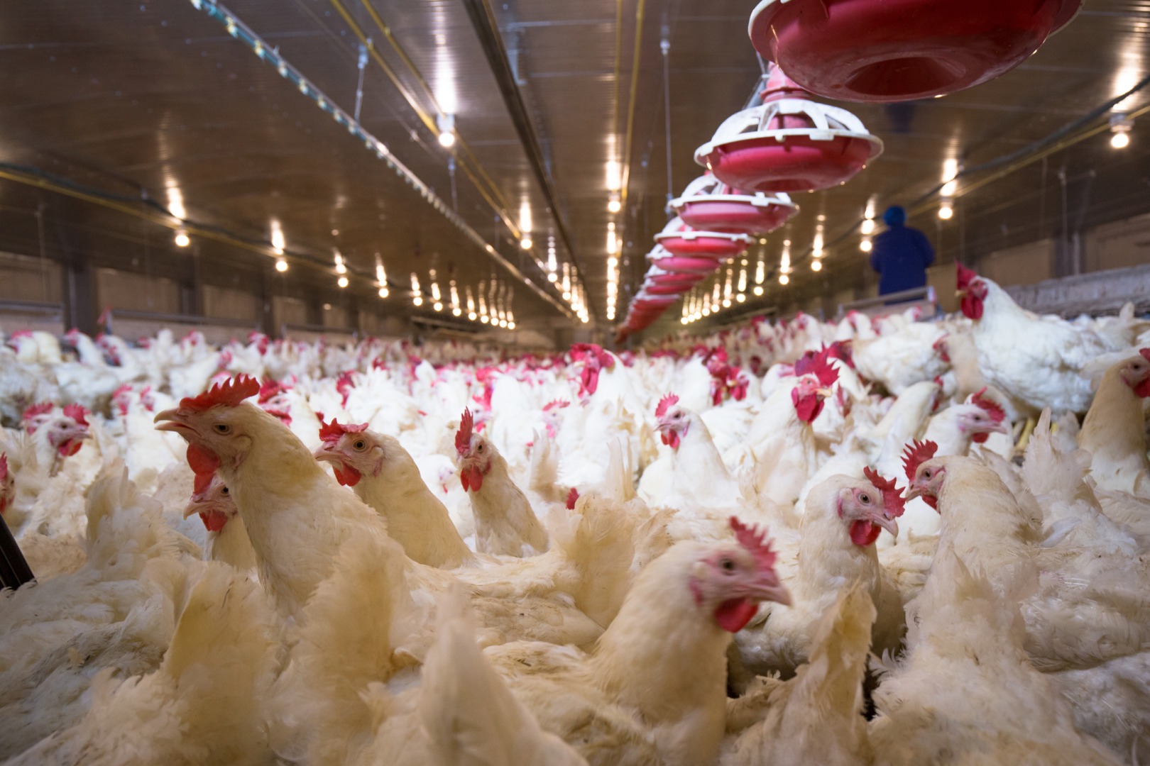 focar de gripa aviara