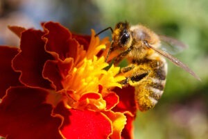 Polen de albine