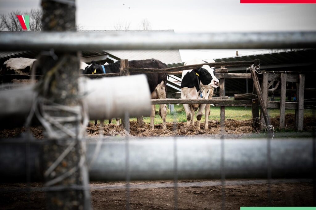 noi focare febra aftoasa Ungaria vaccin impotriva febrei aftoase UE dezisectie la granita