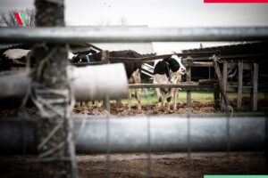 noi focare febra aftoasa Ungaria vaccin impotriva febrei aftoase UE dezisectie la granita