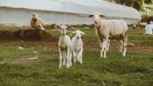 carnea de miel pret Grecia import