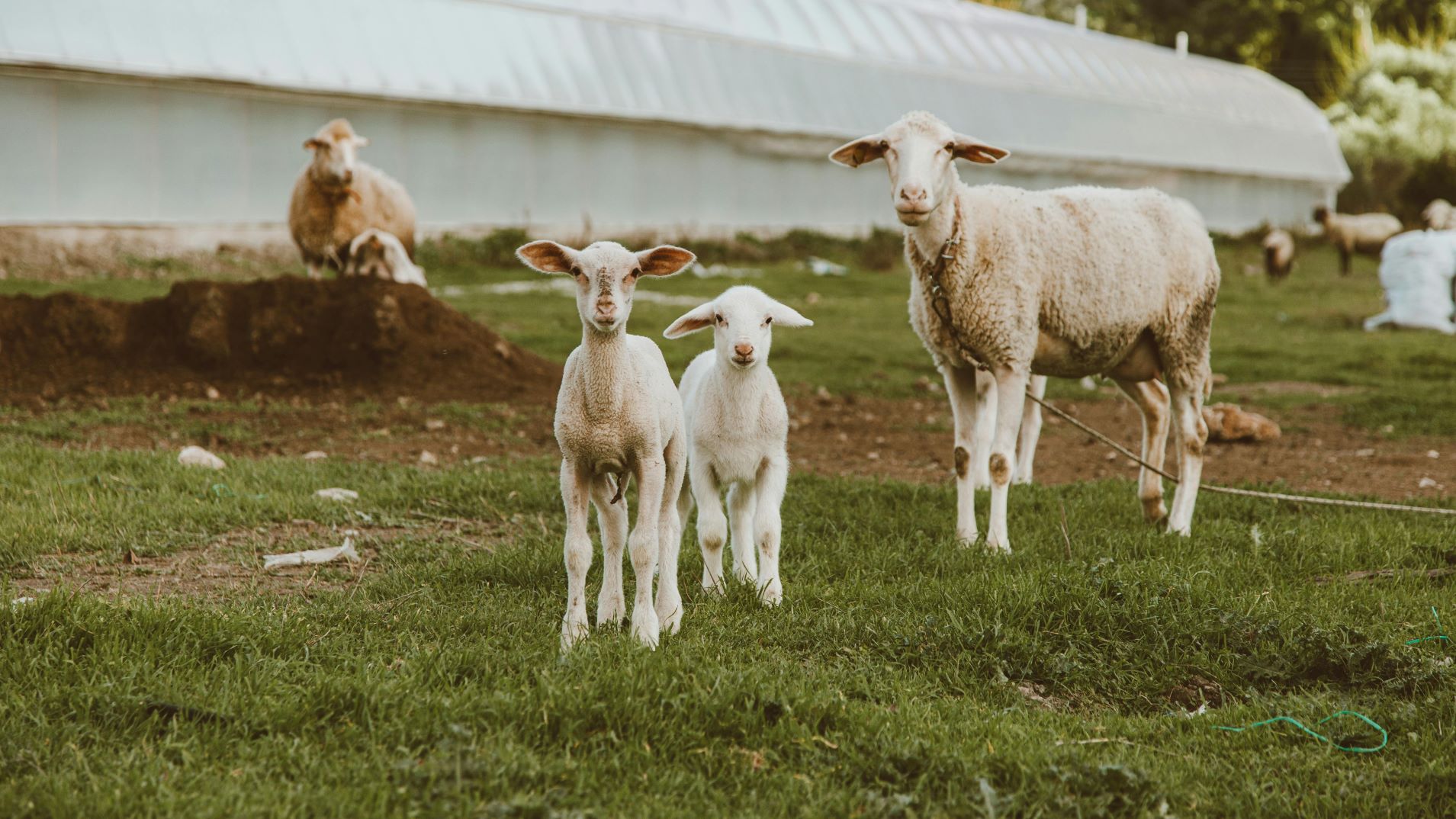 carnea de miel pret Grecia import