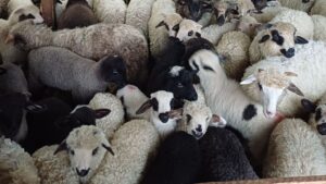 miel, paste, teleorman, pret