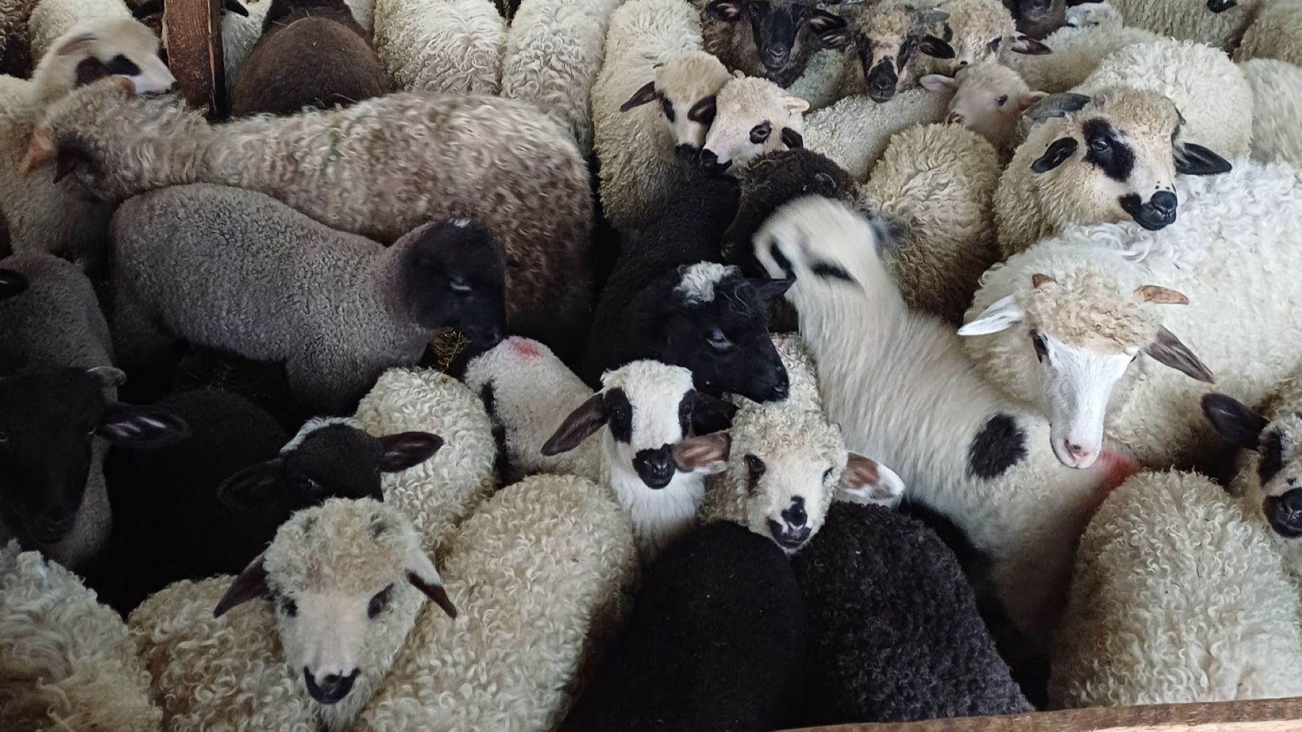 miel, paste, teleorman, pret