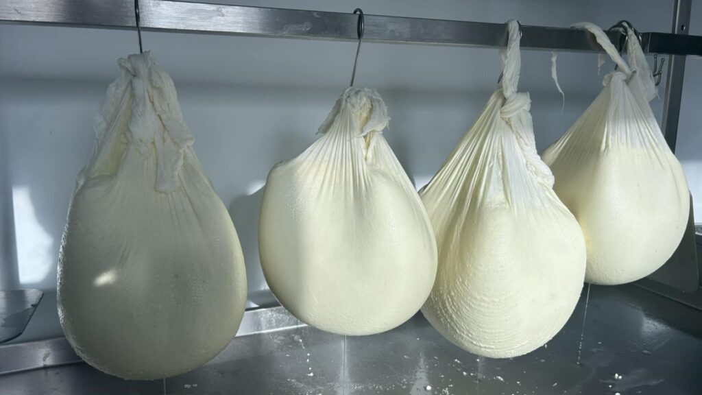 The Yorkshire Cheese Farm 