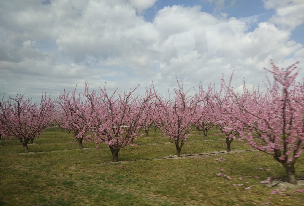 prognoza agrometeorologica ritm vegetativ cultural normal in aproape toate zonele