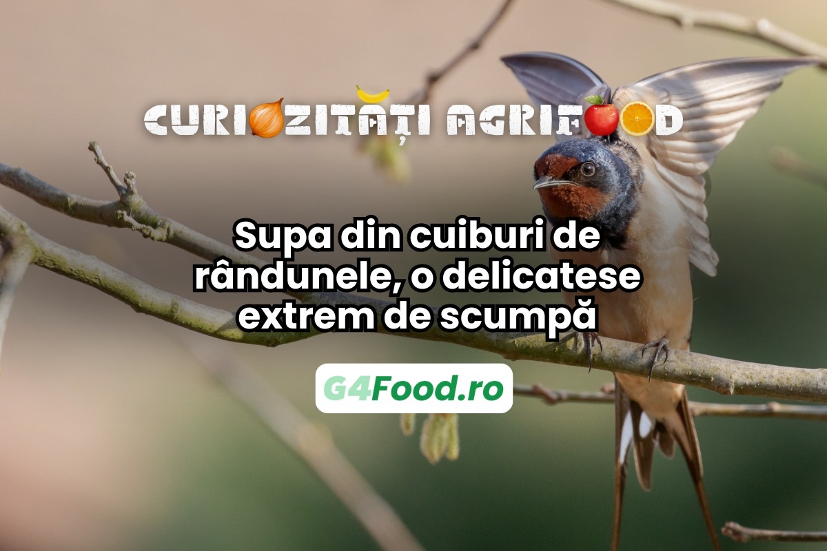 Supă din cuiburi de rândunele, delicatesă extrem de scumpă