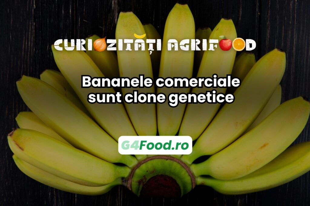 Bananele comerciale sunt clone genetice