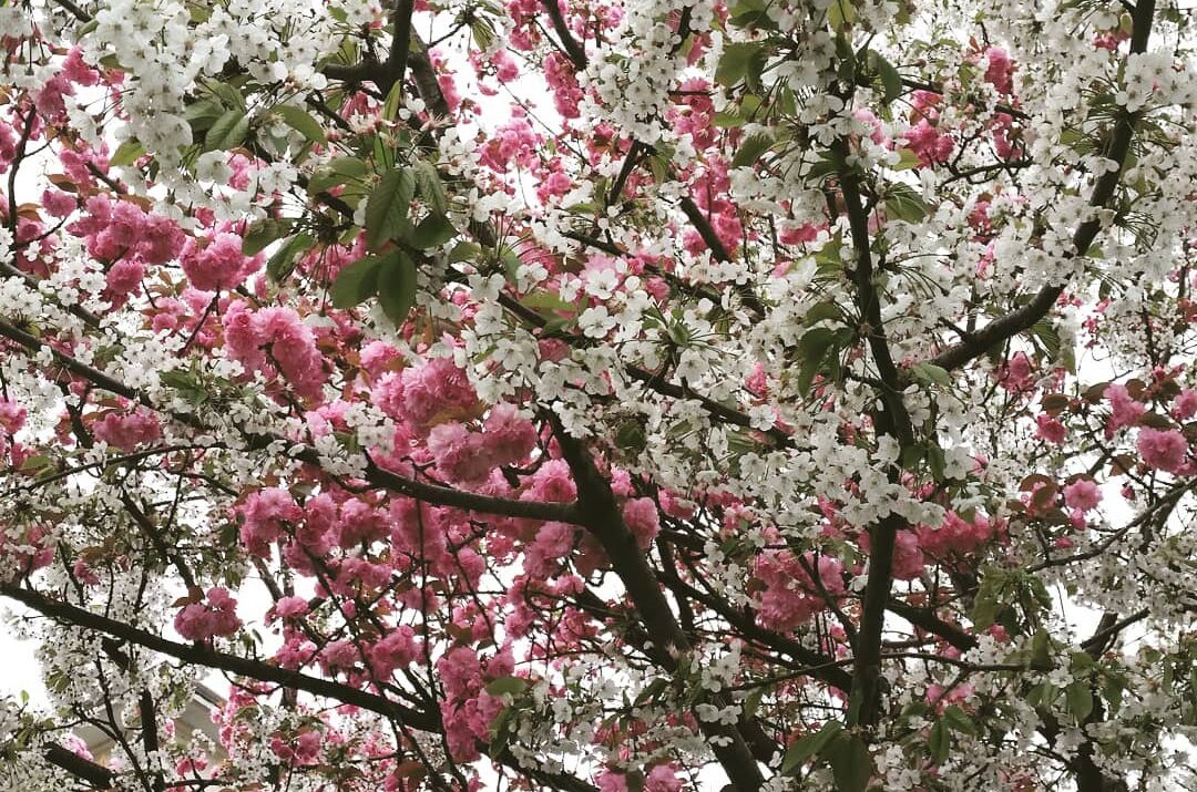 Pagubele înghețurilor în Republica Moldova