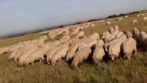 Munții Hășmaș trasee cicloturistice protectia turistilor harta stânilor de oi