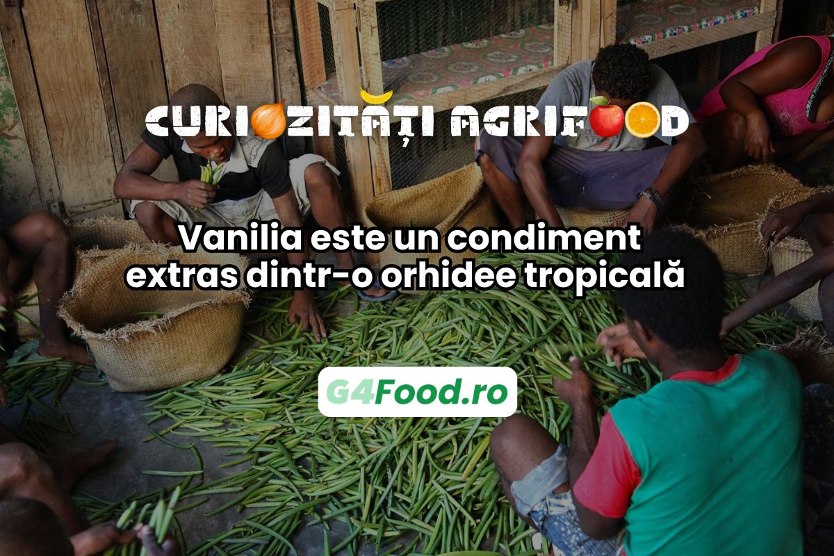 Vanilia este extrasă din păstaia unei orhidee tropicală