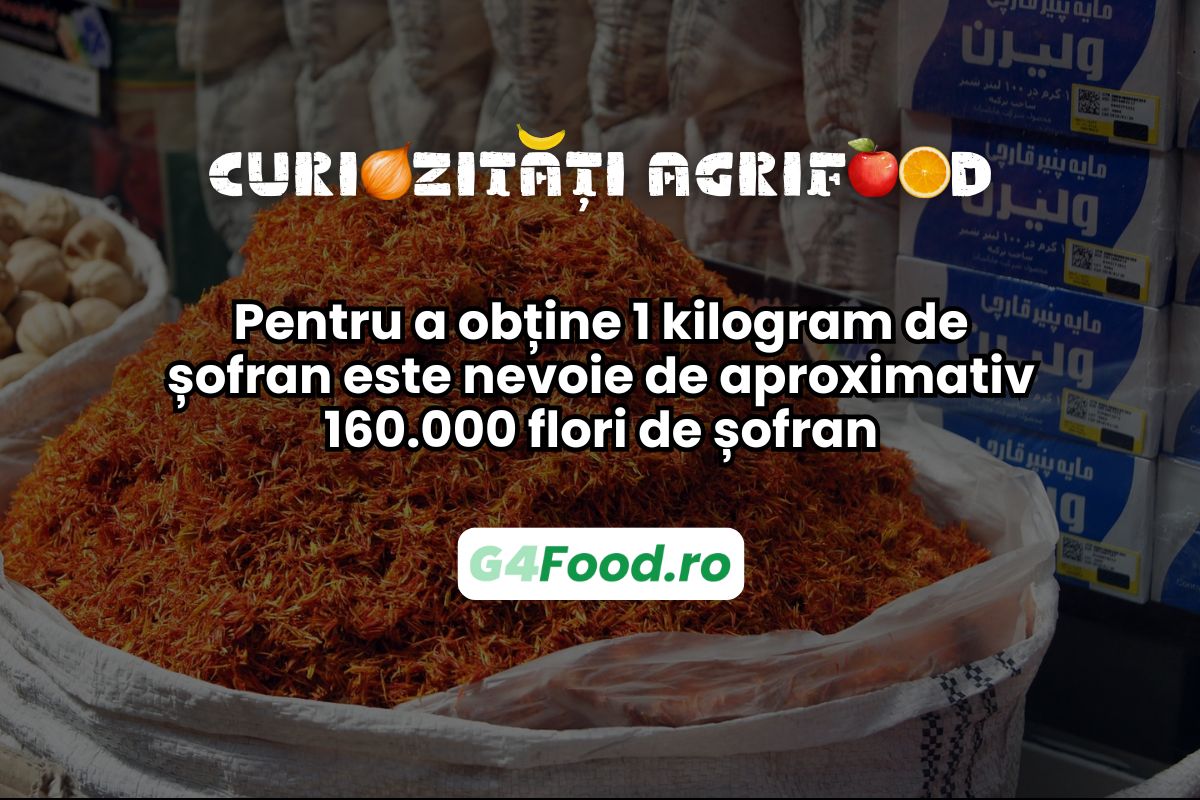 Pentru 1 kilogram de șofran e nevoie de sute de mii de plante