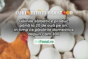 curiozitati agrifood, gaini salbatice, gaini domestice, oua