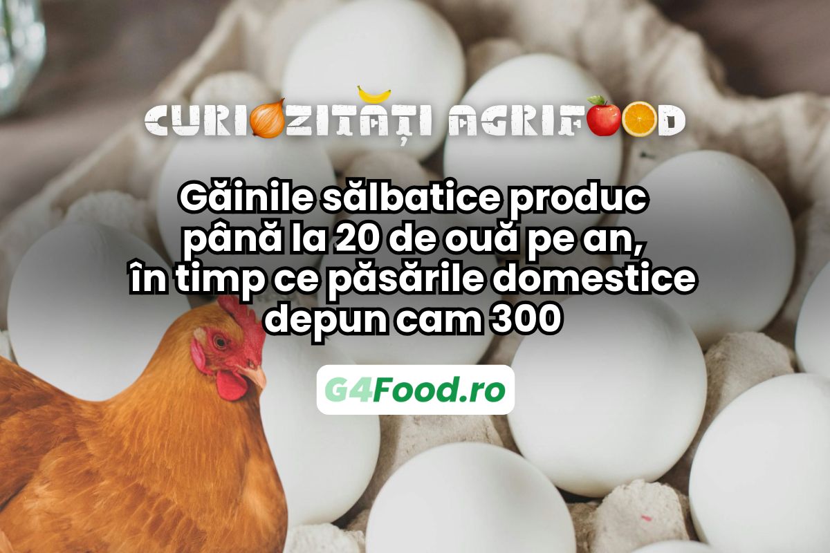curiozitati agrifood, gaini salbatice, gaini domestice, oua