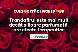 Trandafirul este mai mult decât o plantă parfumată