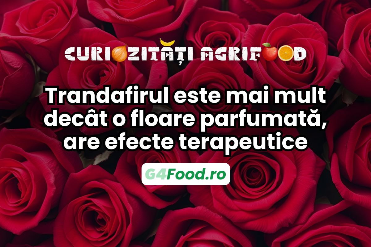 Trandafirul este mai mult decât o plantă parfumată