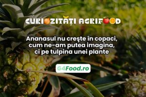 Ananasul nu crește în copaci
