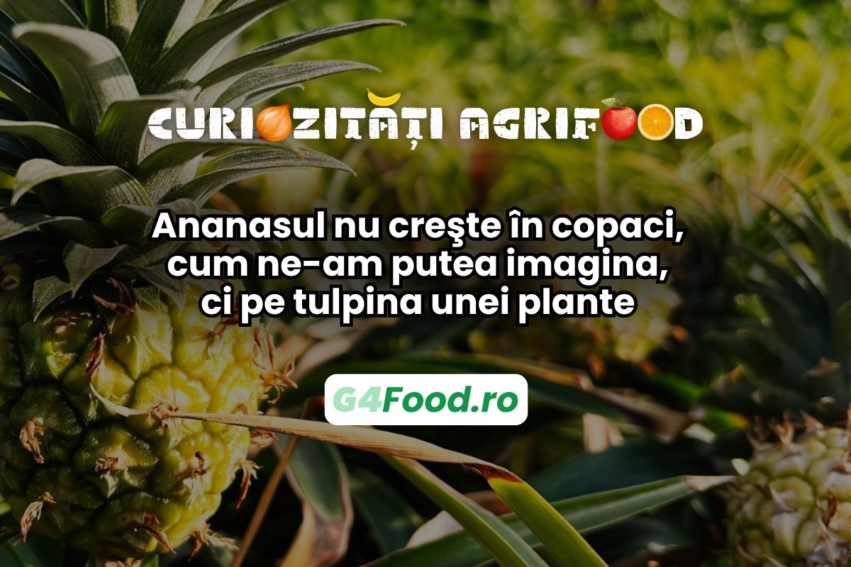 Ananasul nu crește în copaci