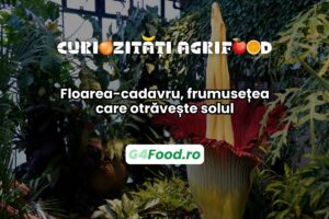 Floarea-cadavru otrăvește solul în jurul ei