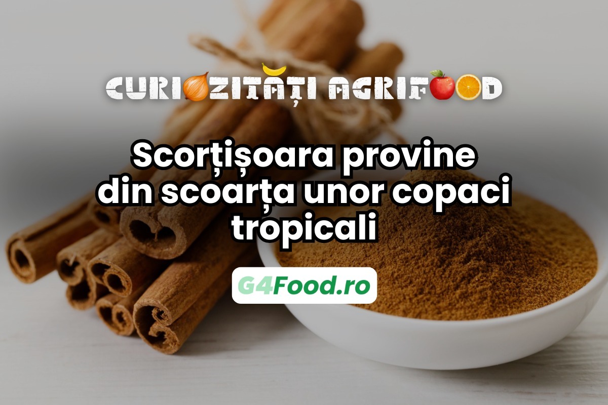 Școrțișoara este obținută din scoarța unor copaci