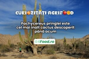 Cel mai înalt cactus are aproape 20 de metri