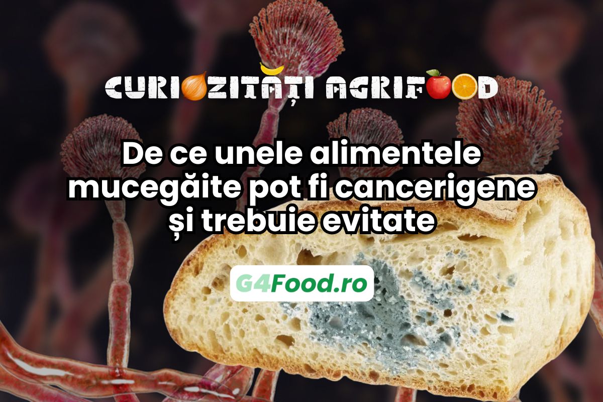 mucegaiul de pe alimentele uscate poate fi cancerigen