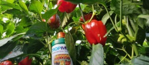 O sticla de îngrășământ pentru agricultură de la Holland Farming