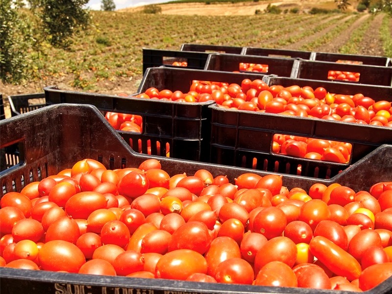pomdoro siccagno della Cooperativa Rinascita di Valledolmo (così come in copertina)