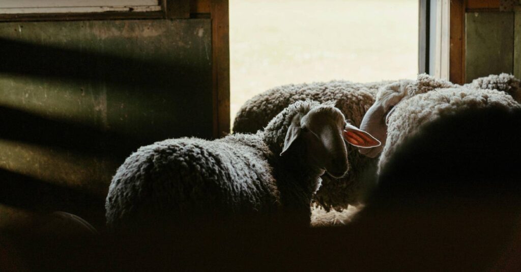 analiză, carne de miel, olx, prețuri