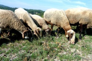 Oi și capre vor fi libere să pască în Parcul Collserola, din zona metropolitană a Barcelonei