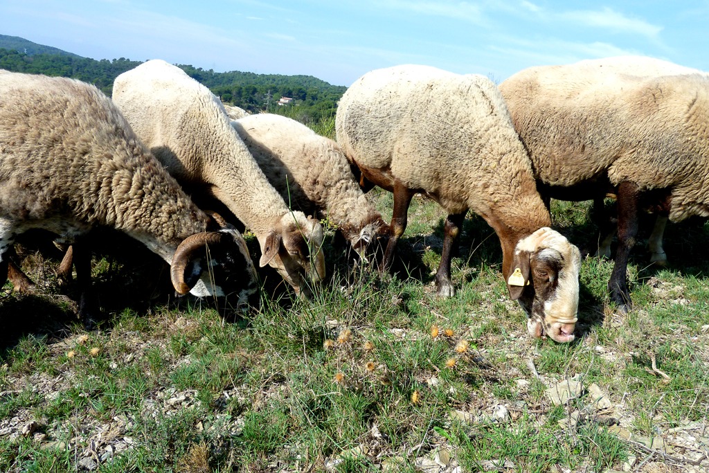Oi și capre vor fi libere să pască în Parcul Collserola, din zona metropolitană a Barcelonei