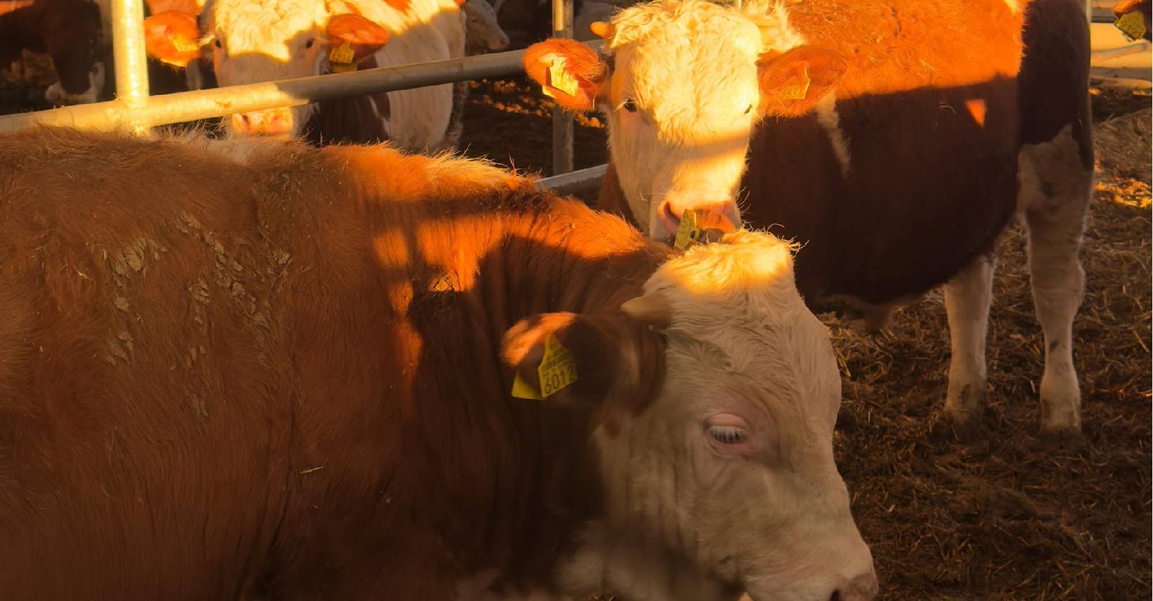 carne de vită, Paște, fermier