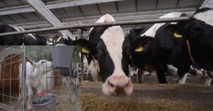 fermier cu valoare adaugata, lapte, brand cunoscut, procesarea laptelui