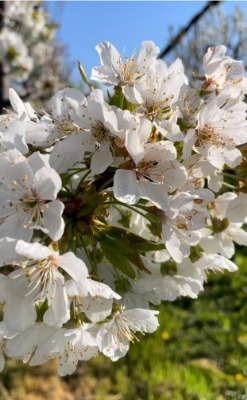 Sursa foto: arhiva personală
