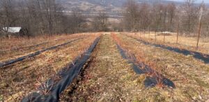 Cultura de afine, rezistentă la temperaturile mici