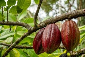 contrabanda-cu-cacao-in-Coasta-de-Fildes-cel-mai-mare-exportator